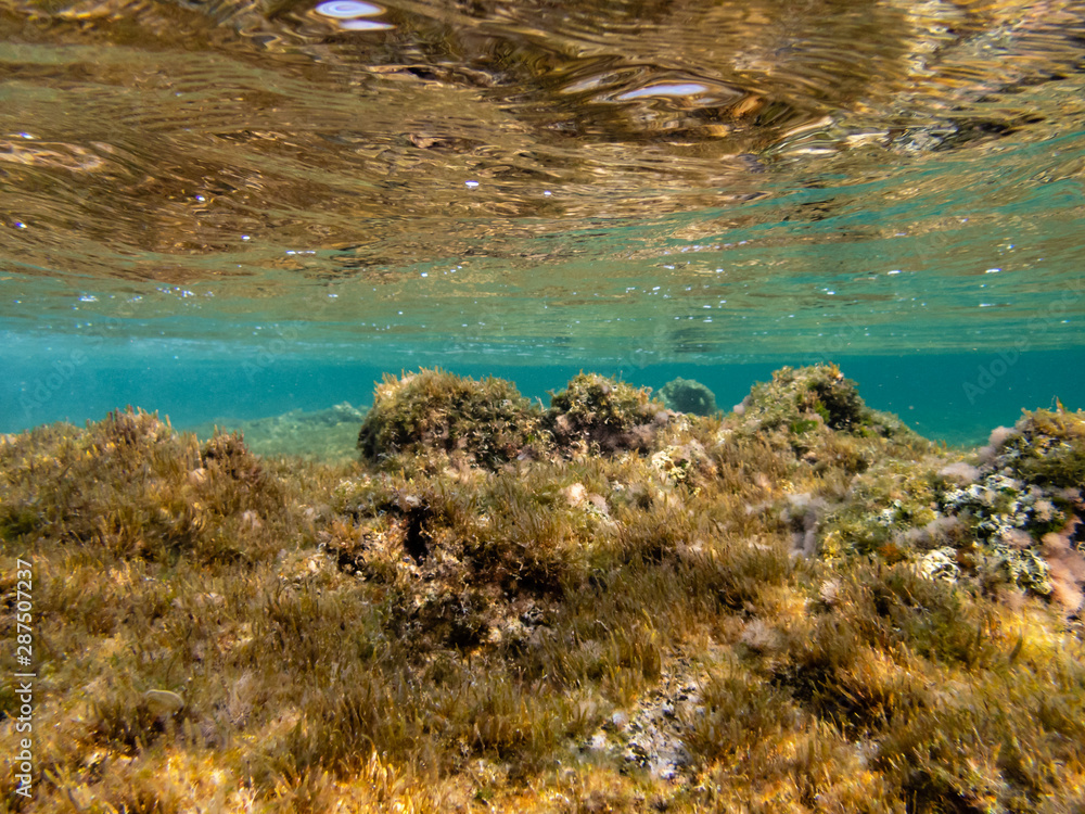 Dead Sea Coral Hosting other forms of Life Dead Sea Coral Hosting other forms of Life