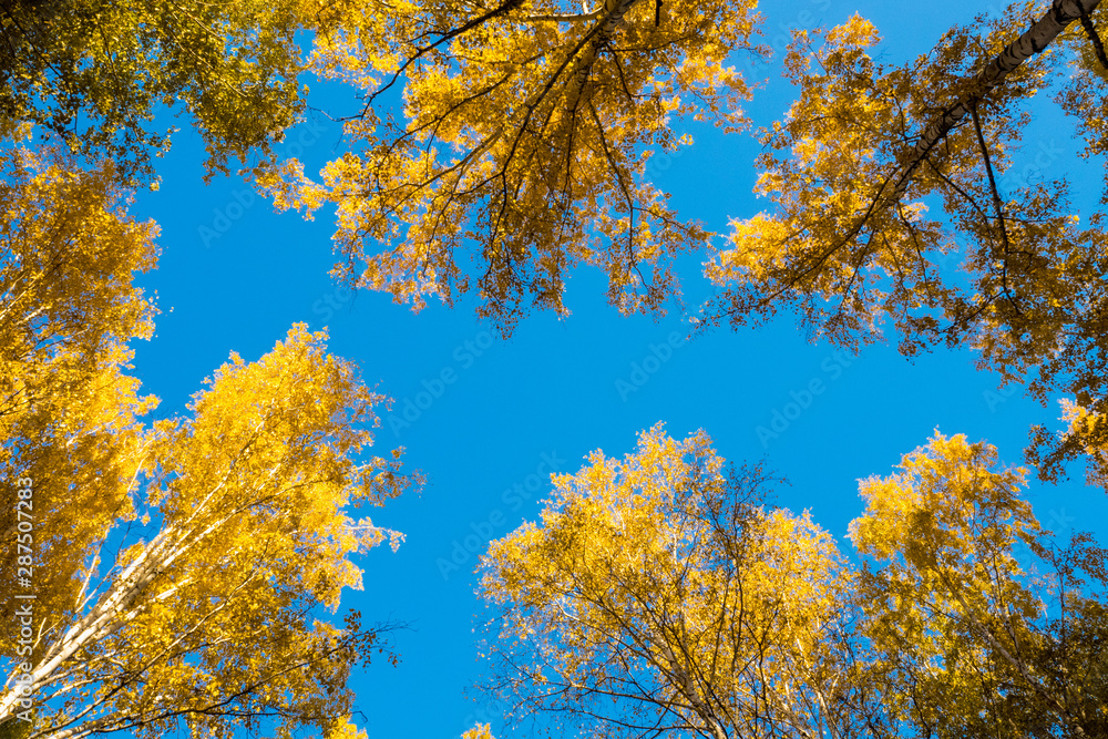 Obraz premium Beautiful autumn forest. Colorful foliage in the autumn park. Autumn red yellow fall maple leaves sky background. Autumn Trees Leaves. Nature composition.