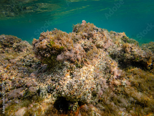 Dead Sea Coral Hosting other forms of Life
