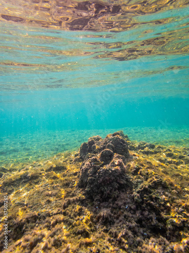 Dead Sea Coral