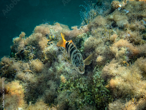 Plakat Painted Sea Comber
