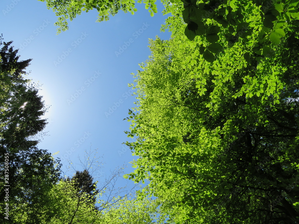 Fototapeta green trees and blue sky in spring