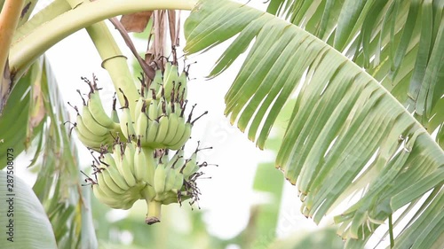 Wallpaper Mural Bananas on the tree sway in the wind. Torontodigital.ca