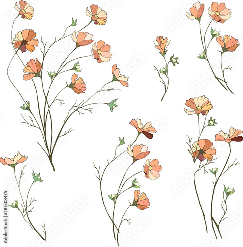 Set of vector flowers from camomiles. Bouquets of small pink daisies on a white background. Hand drawn spring flowers.