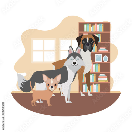 cute and adorable dogs in living room