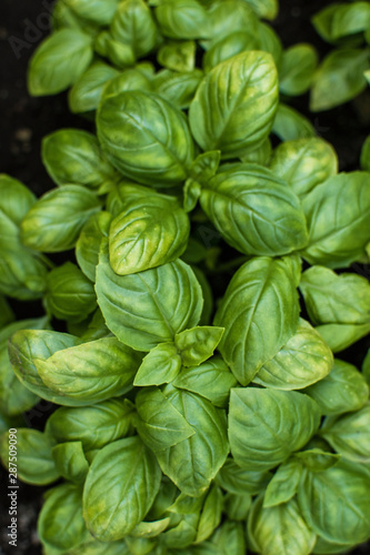 fresh basil leaves. Basil plant with green leaves. Copy space.
