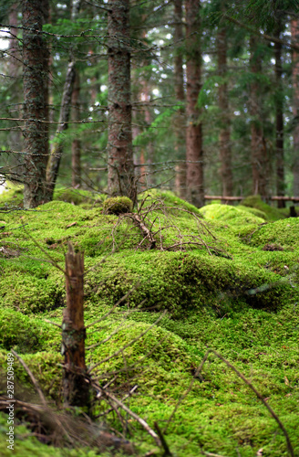 Mossy Swedish Forest