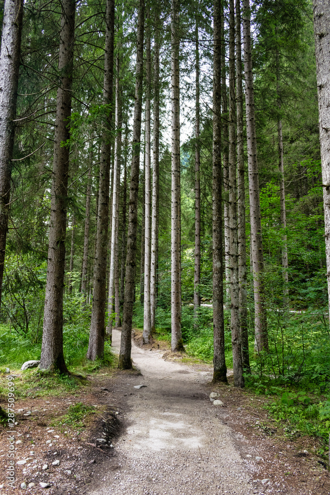 Fototapeta premium Forest Path