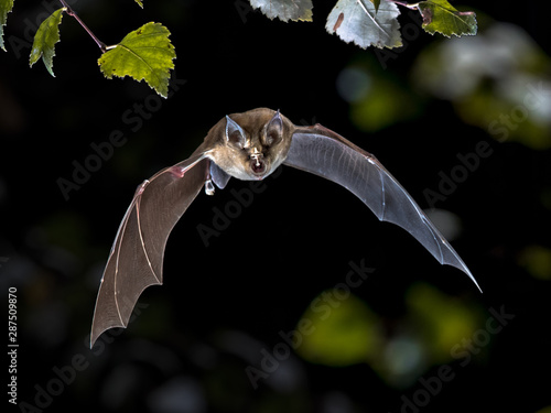 Flying Greater horseshoe bat in forest