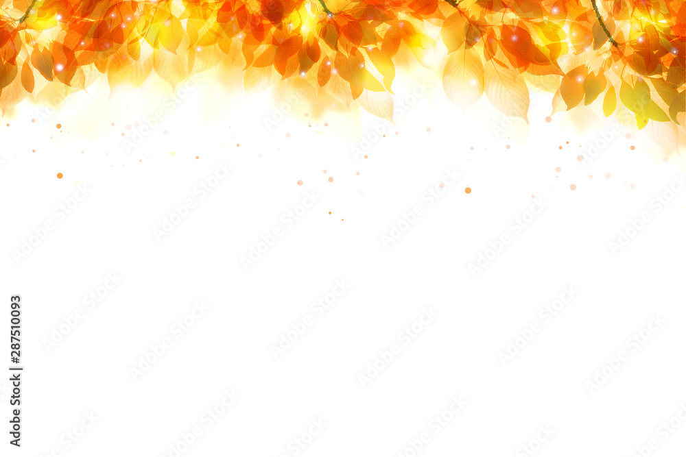 黄金色に輝く秋の木の葉