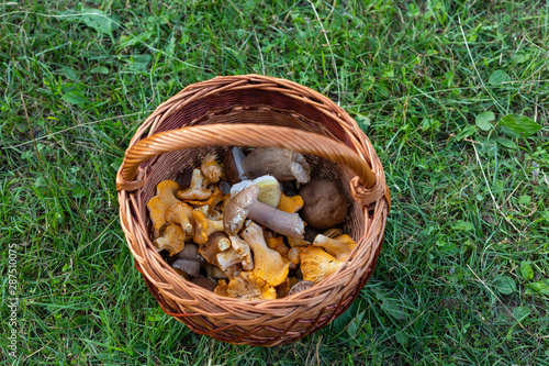 Wild mushroom in a basket