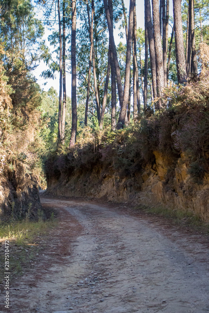 Obraz premium Ancient road in the forest on Camino de Santiago. Path in wood. Footpath in deep forest. Landscape of Way of Saint James, Spain. Travel and pilgrimage concept. 