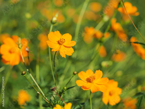 Close up of Orange cosmos flower © Wrangler