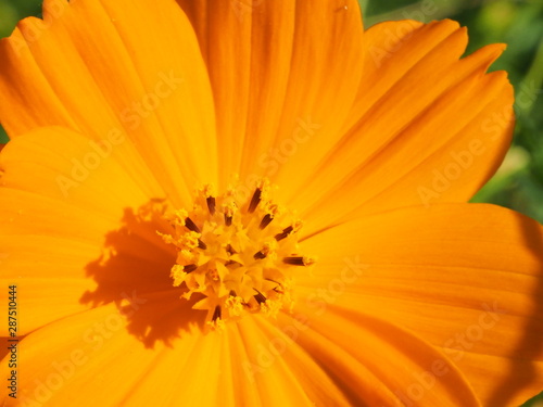 closeup of yellow flower