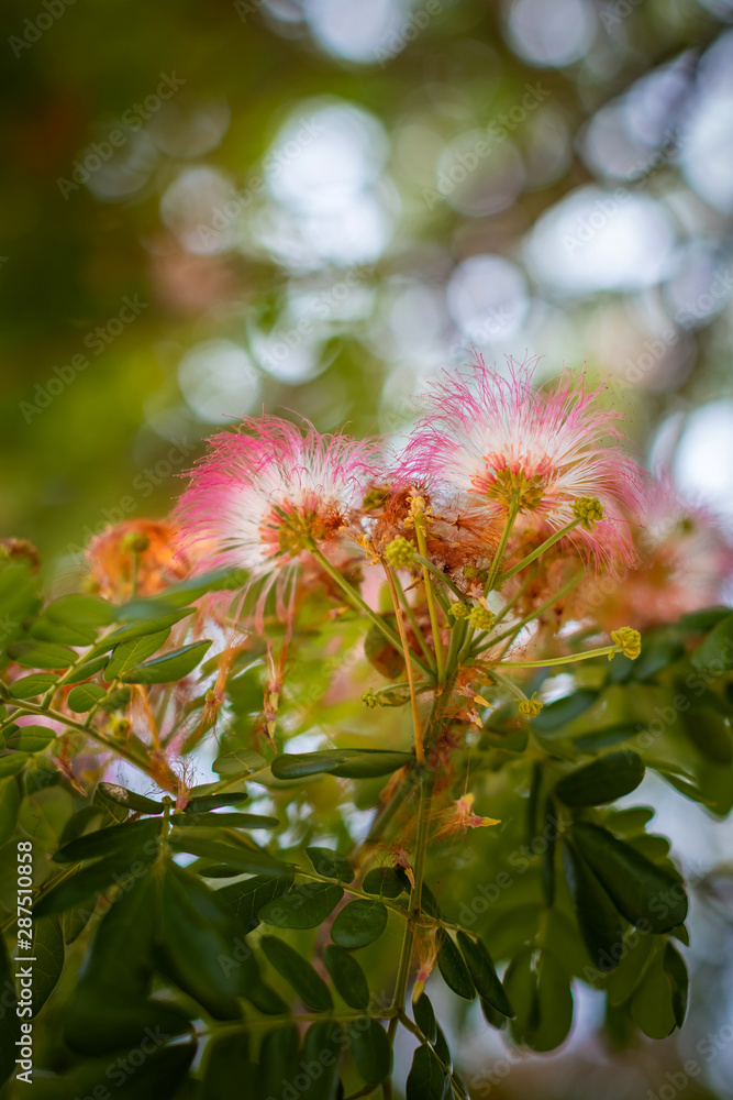 monkey pod tree flowers