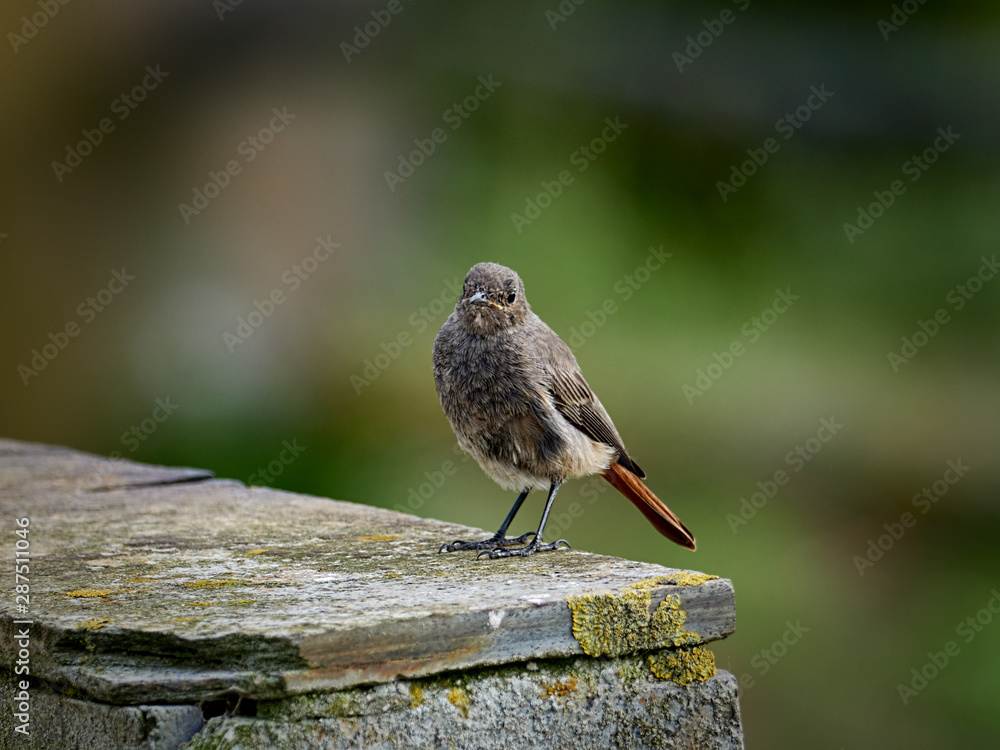Black redstart (Phoenicurus ochruros) next to the sea, near Ribadeo, Spain Black redstart (Phoenicurus ochruros) next to the sea, near Ribadeo, Spain
