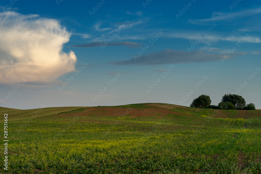 Green pasture with rolling hills at sunset