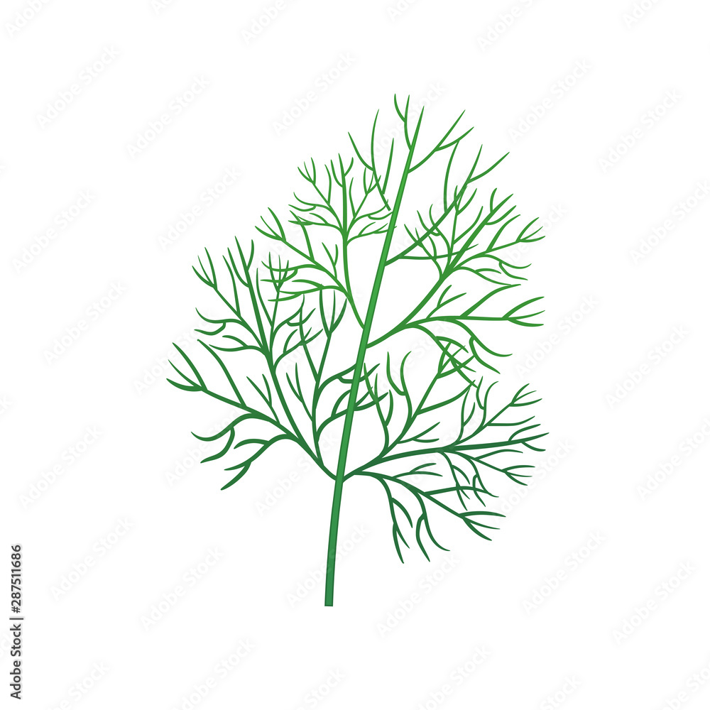Fototapeta premium Realistic fresh dill leaf herb. Isolated flat vector element for advertising placard or banner. Vector illustration on white isolated background