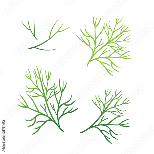 Realistic fresh dill leaf herb. Isolated flat vector element for advertising placard or banner. Vector illustration on white isolated background