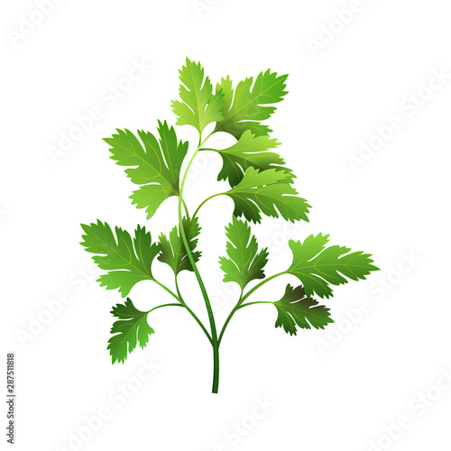 Realistic fresh parsley leaf herb. Isolated flat vector element for advertising placard or banner. Vector illustration on white isolated background