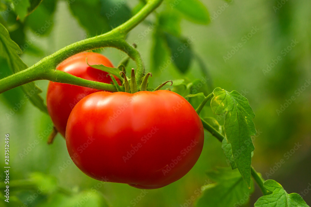 Ripe natural tomatoes growing on a branch in a greenhouse. Copy space.