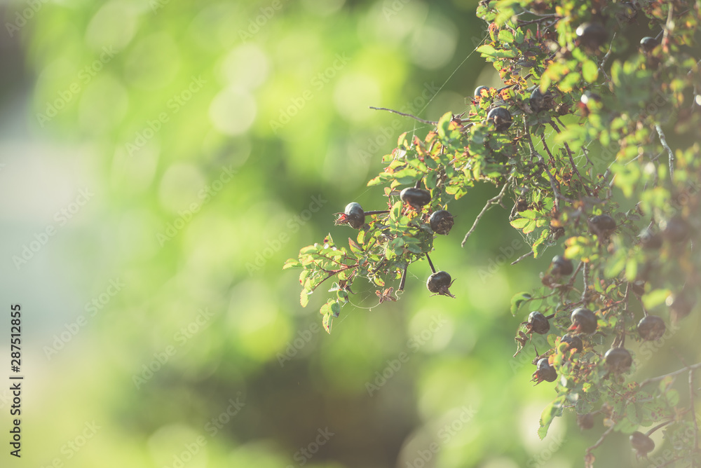 Black berries of wild rose. Autumn fruits on the Bush. Natural background. Black berries of wild rose. Autumn fruits on the Bush. Natural background.