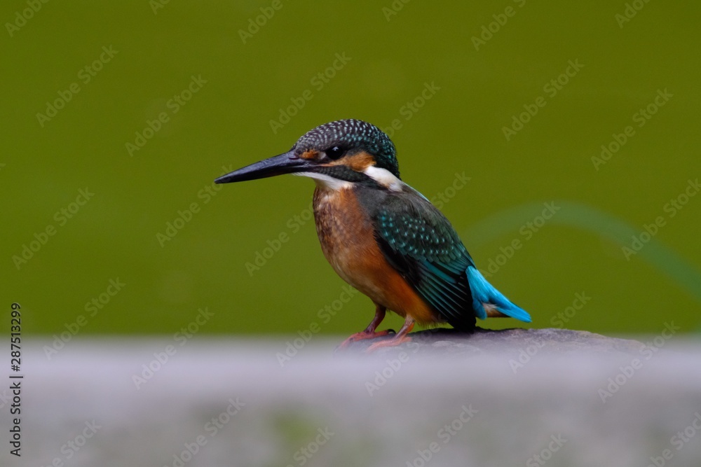 kingfisher in forest kingfisher in forest