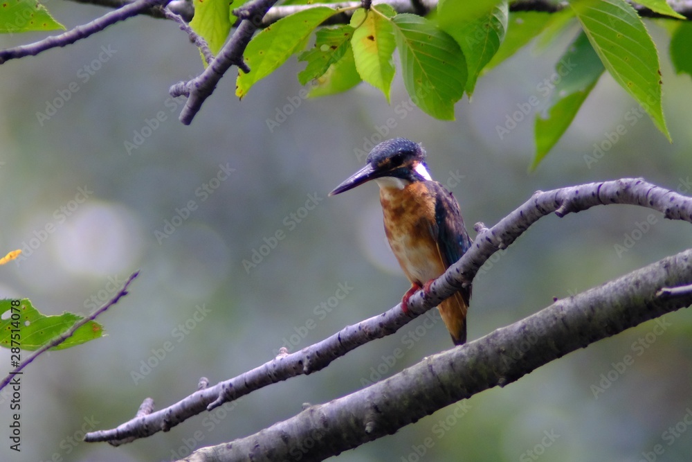 kingfisher in forest kingfisher in forest