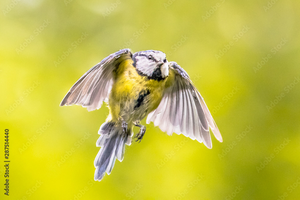 Obraz premium Flying bird on bright green background