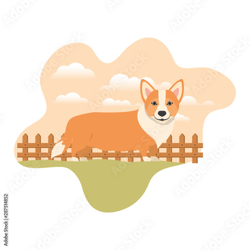 cute welsh corgi dog with background landscape