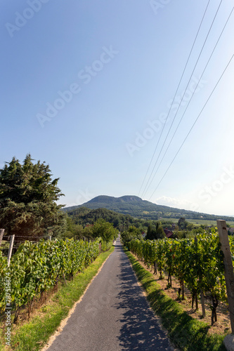 View of the Badacsony mountain from Gulacs, Hungary. photo