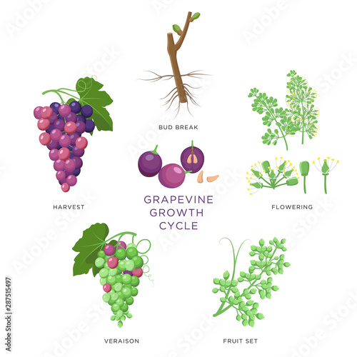 Grapevine growth infographic elements isolated on white, flat design set. Planting process of grape from seeds, bud break, flowering, fruit set, veraison, harvest, ripe grape bunch. Grape growth.