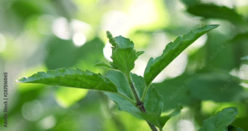 Close up and pan shot of fresh green hot basil tree , organic home garden Close up and pan shot of fresh green hot basil tree , organic home garden