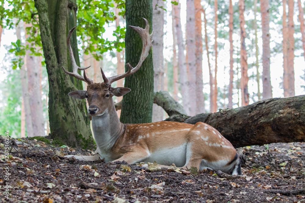 graéat adult noble deer - red deer with big horns in the forest graéat adult noble deer - red deer with big horns in the forest
