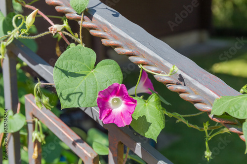 Crimson flower of ipomoea on the forged railing photo