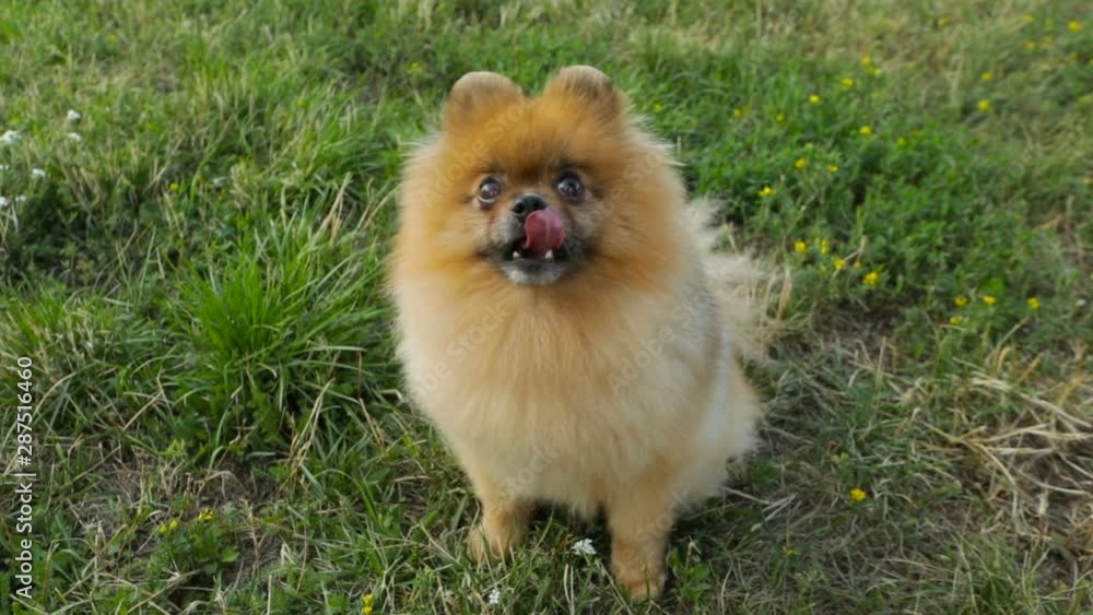 sneezing Smiling dog Pomeranian spitz looks intently up. Sneezes. Waiting for treats food. NAture green grass. Video footage sneezing Smiling dog Pomeranian spitz looks intently up. Sneezes. Waiting for treats food. NAture green grass. Video footage