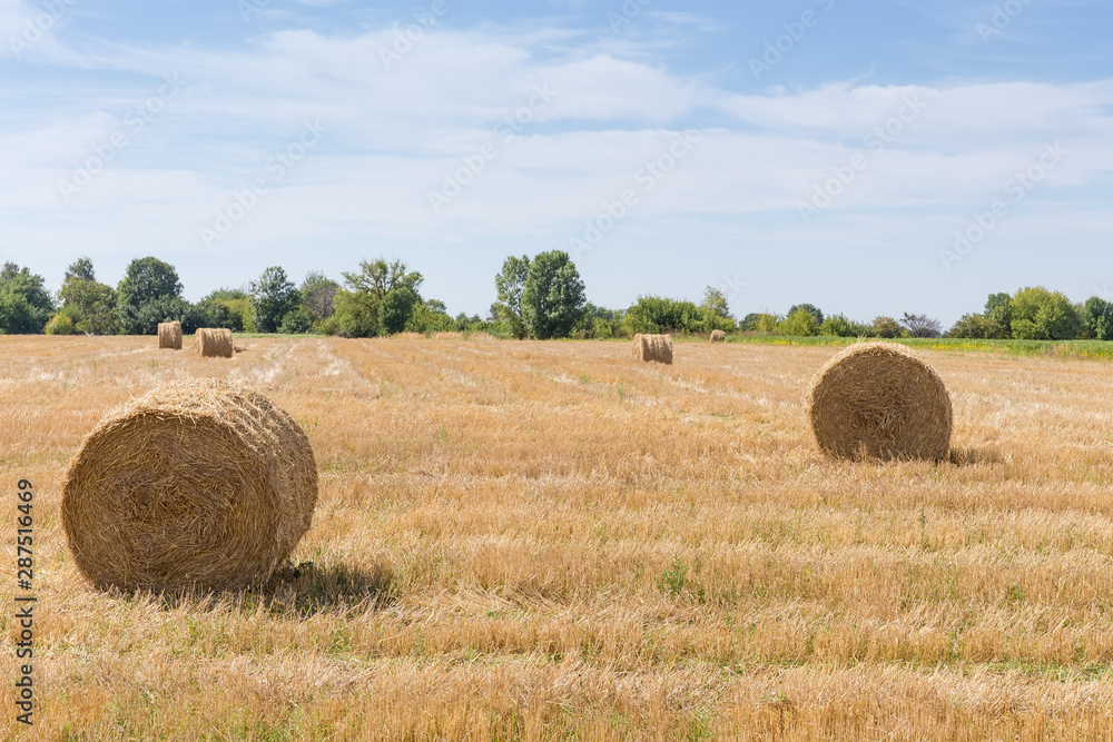 Round cereal straw bales on harvested field against of sky
