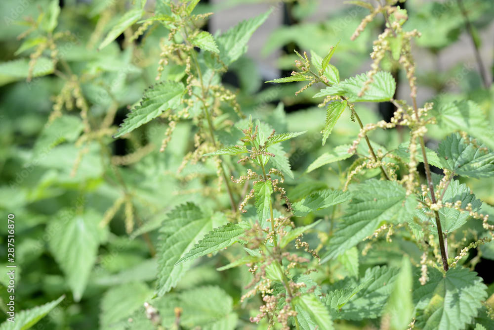 Green nettle in the summer yard close up Green nettle in the summer yard close up