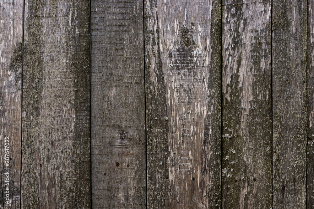 Obraz premium The texture of an old unpainted wall of wooden boards . Lots of knots in the boards