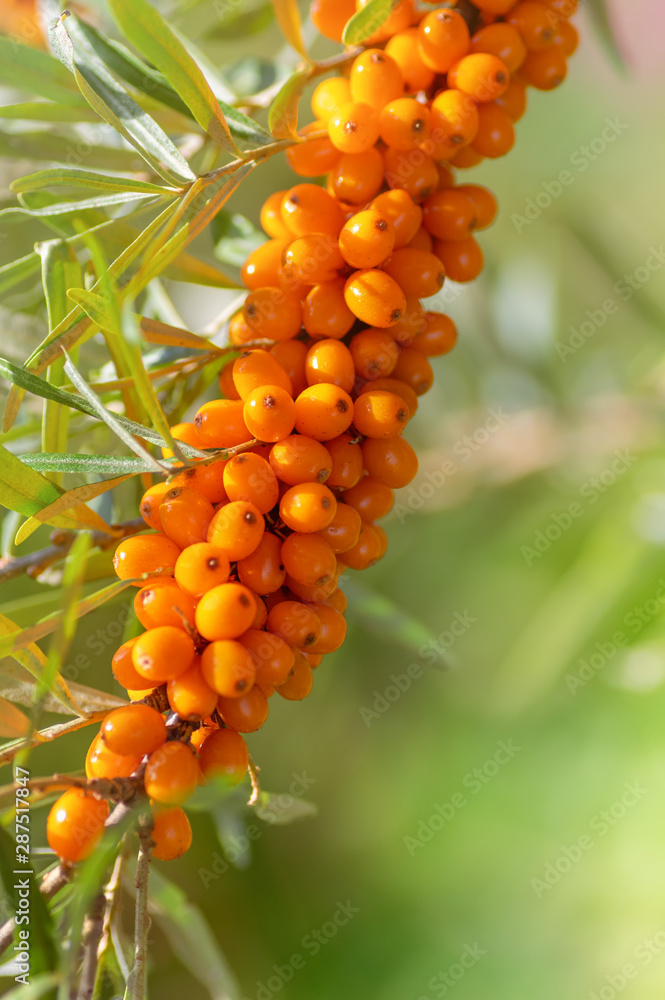 Ripe sea buckthorn berries on a branch. Place for text. Ripe sea buckthorn berries on a branch. Place for text.