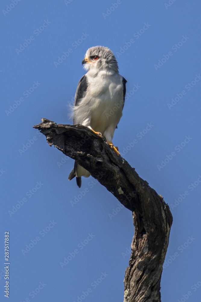Black shouldered kite Black shouldered kite