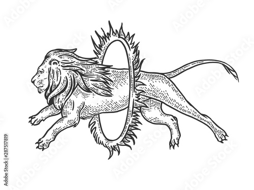 Circus lion jumps into ring of fire sketch engraving vector illustration. Tee shirt apparel print design. Scratch board style imitation. Black and white hand drawn image.