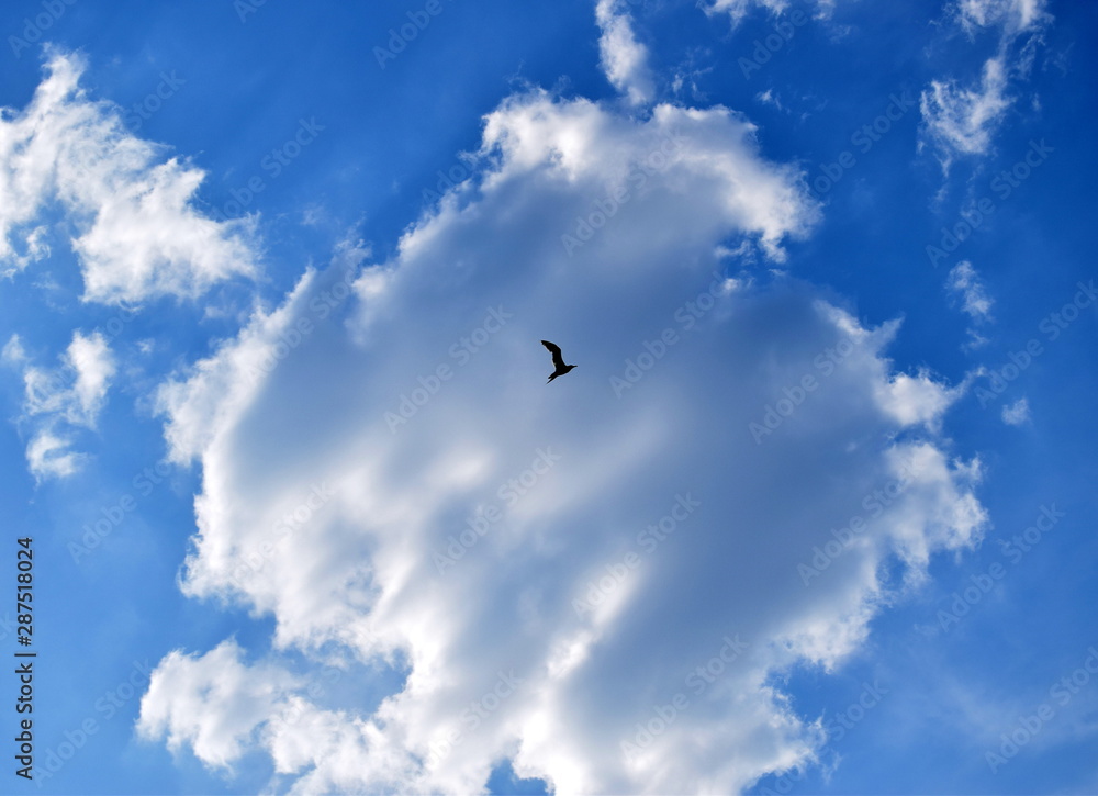 bird flies on a background of clouds