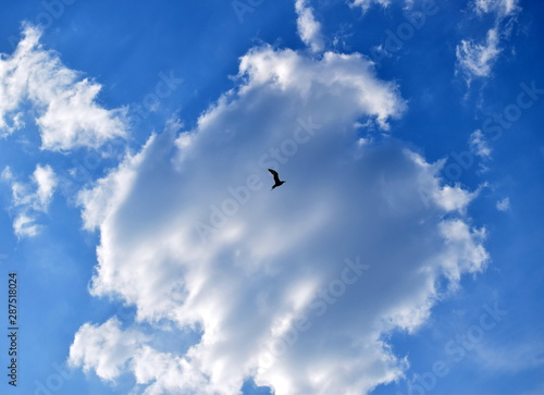 bird flies on a background of clouds