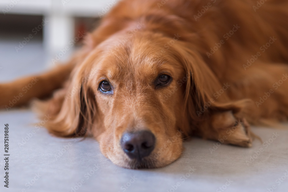 Golden retriever squatting on the floor