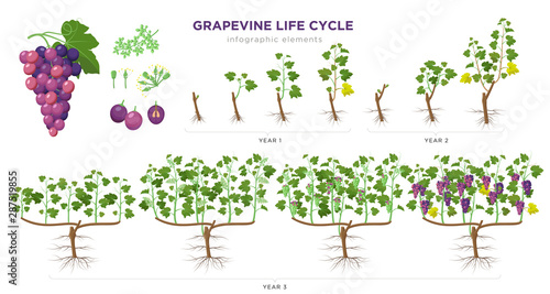 Grapevine growing stages infographic elements in flat design. Planting process of grape 1 - 3 years from seeds, sprout, bud break, flowering, fruit set, veraison, harvest, ripe grape bunch isolated.