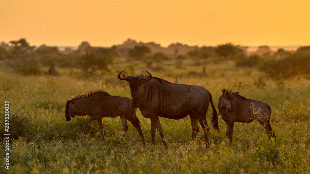 Savanna Orange light with three wildebeest Savanna Orange light with three wildebeest
