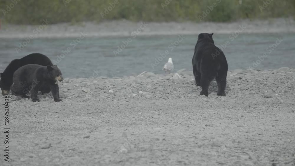 3 black bears along river with raft in background. One has fish in mouth while other shakes. Slomo 3 black bears along river with raft in background. One has fish in mouth while other shakes. Slomo