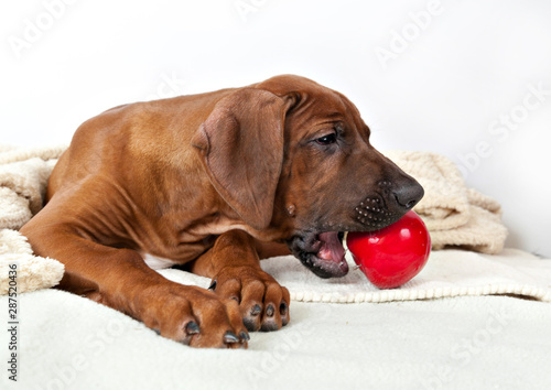 Puppy dog       breed Rhodesian Ridgeback gnaws red apple