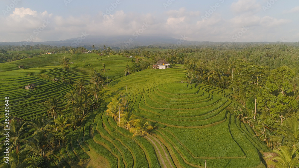 aerial view green rice terrace and agricultural land with crops. farmland with rice fields agricultural crops in countryside Indonesia,Bali